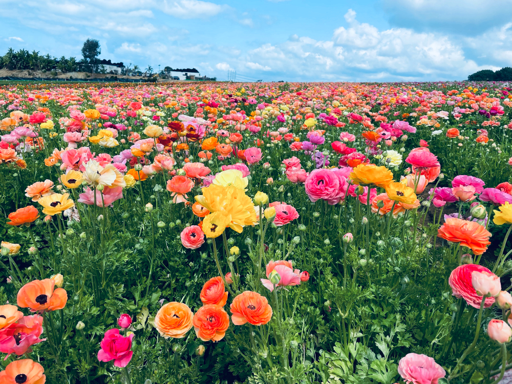 Carlsbad Flower Field